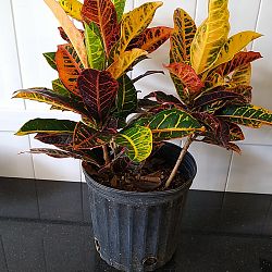 Croton 'Congo' Croton 'Congo'