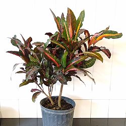 Croton 'Congo' Croton 'Congo'