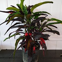 Croton 'Congo' Croton 'Congo'