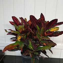 Croton 'Congo' Croton 'Congo'