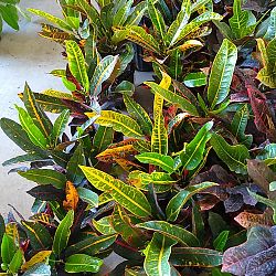 Croton 'Congo' Croton 'Congo'