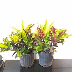 Croton 'Congo' Croton 'Congo'