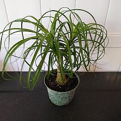 Ponytail Palm Ponytail Palm