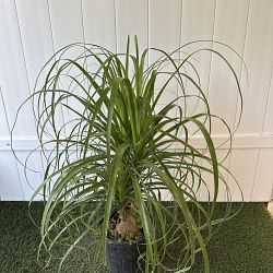 Ponytail Palm Ponytail Palm