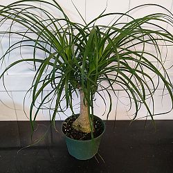 Ponytail Palm Ponytail Palm