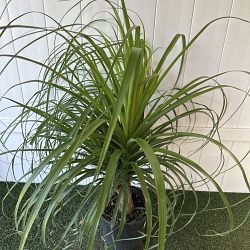 Ponytail Palm Ponytail Palm