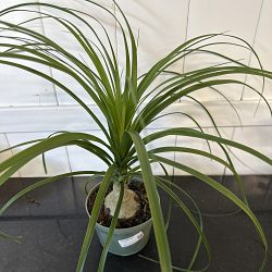 Ponytail Palm Ponytail Palm