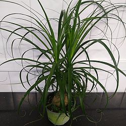 Ponytail Palm Ponytail Palm