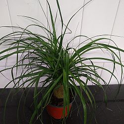 Ponytail Palm Ponytail Palm