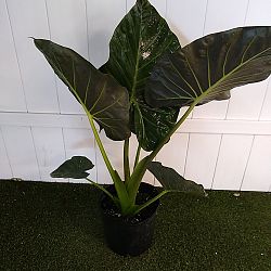 'Regal Shields' Elephant Ear 'Regal Shields' Elephant Ear