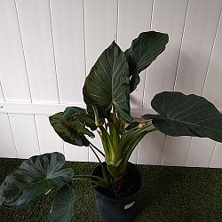 'Regal Shields' Elephant Ear 'Regal Shields' Elephant Ear