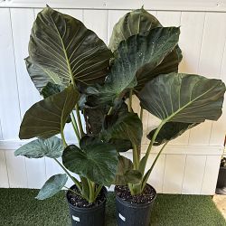 'Regal Shields' Elephant Ear 'Regal Shields' Elephant Ear