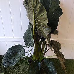 'Regal Shields' Elephant Ear 'Regal Shields' Elephant Ear