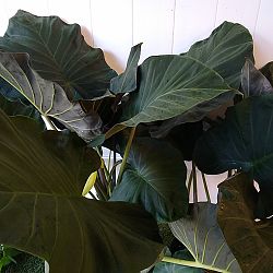 'Regal Shields' Elephant Ear 'Regal Shields' Elephant Ear