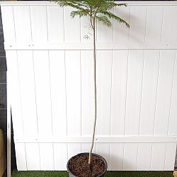 Jacaranda caerulea, Bahama Jacaranda Jacaranda caerulea, Bahama Jacaranda