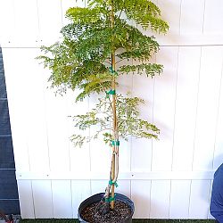 Jacaranda caerulea, Bahama Jacaranda Jacaranda caerulea, Bahama Jacaranda