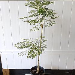 Jacaranda caerulea, Bahama Jacaranda Jacaranda caerulea, Bahama Jacaranda