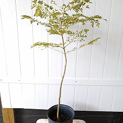 Jacaranda caerulea, Bahama Jacaranda Jacaranda caerulea, Bahama Jacaranda