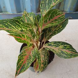 Aglaonema 'Jazzed Gems Sparkling Sarah' Aglaonema 'Jazzed Gems Sparkling Sarah'