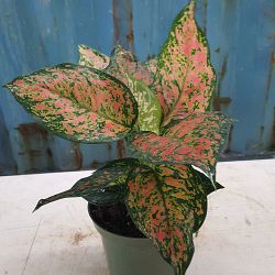 Aglaonema 'Jazzed Gems Sparkling Sarah' Aglaonema 'Jazzed Gems Sparkling Sarah'