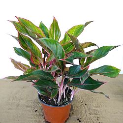 Aglaonema 'Jazzed Gems Sparkling Sarah' Aglaonema 'Jazzed Gems Sparkling Sarah'