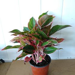 Aglaonema 'Jazzed Gems Sparkling Sarah' Aglaonema 'Jazzed Gems Sparkling Sarah'