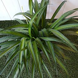 Hawaiian Spider Plant Hawaiian Spider Plant