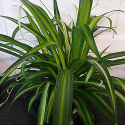 Hawaiian Spider Plant Hawaiian Spider Plant
