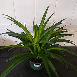 Hawaiian Spider Plant Hawaiian Spider Plant