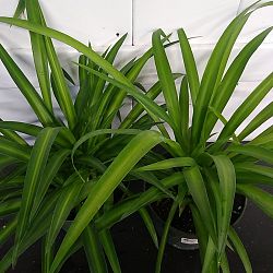 Hawaiian Spider Plant Hawaiian Spider Plant