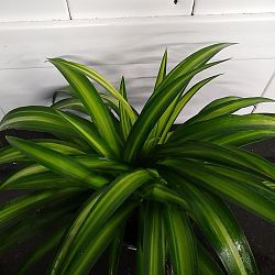 Hawaiian Spider Plant Hawaiian Spider Plant