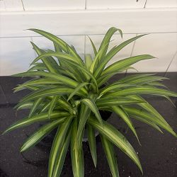 Hawaiian Spider Plant Hawaiian Spider Plant
