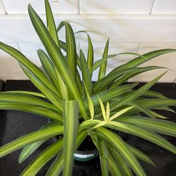 Hawaiian Spider Plant Hawaiian Spider Plant