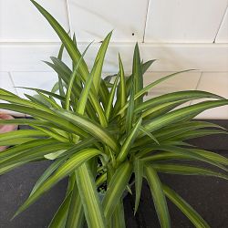 Hawaiian Spider Plant Hawaiian Spider Plant