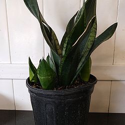 Sansevieria 'Whitney' Sansevieria 'Whitney'