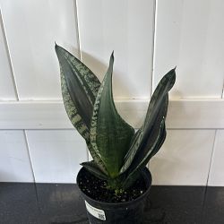 Sansevieria 'Whitney' Sansevieria 'Whitney'