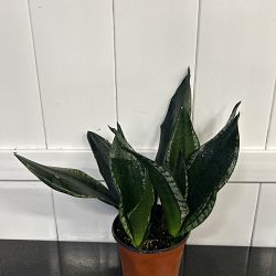 Sansevieria 'Whitney' Sansevieria 'Whitney'