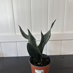 Sansevieria 'Whitney' Sansevieria 'Whitney'