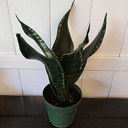 Sansevieria 'Whitney' Sansevieria 'Whitney'