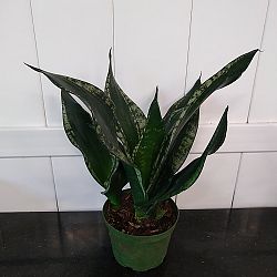 Sansevieria 'Whitney' Sansevieria 'Whitney'