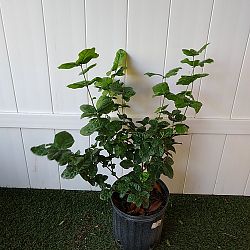 Grand Duke Jasmine Grand Duke Jasmine