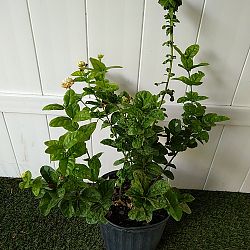 Grand Duke Jasmine Grand Duke Jasmine