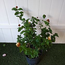 Grand Duke Jasmine Grand Duke Jasmine