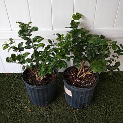 Grand Duke Jasmine Grand Duke Jasmine