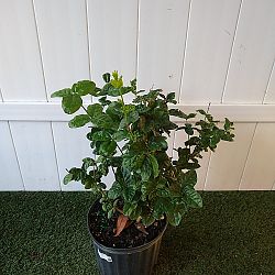 Grand Duke Jasmine Grand Duke Jasmine