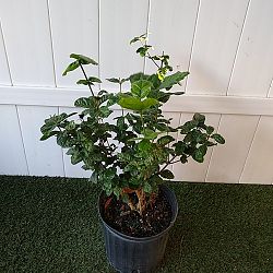 Grand Duke Jasmine Grand Duke Jasmine