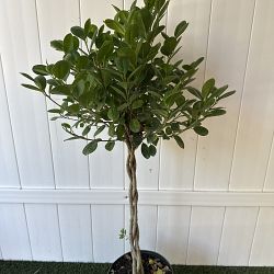 Ficus benjamina 'Danielle' Ficus benjamina 'Danielle'