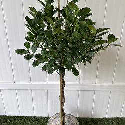 Ficus benjamina 'Danielle' Ficus benjamina 'Danielle'