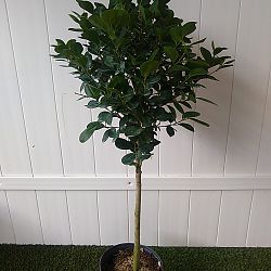 Ficus benjamina 'Danielle' Ficus benjamina 'Danielle'