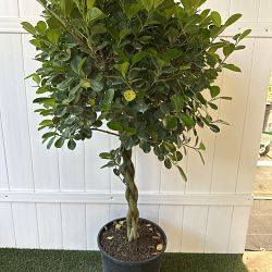 Ficus benjamina 'Danielle' Ficus benjamina 'Danielle'